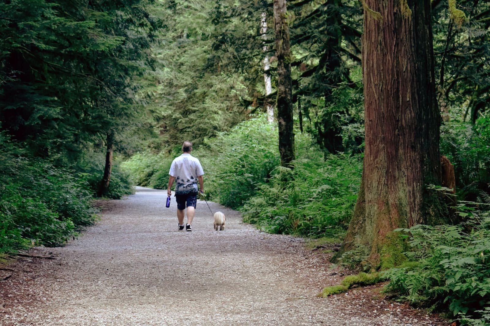 A man walks his small dog along a wide gravel trail through a green forest
